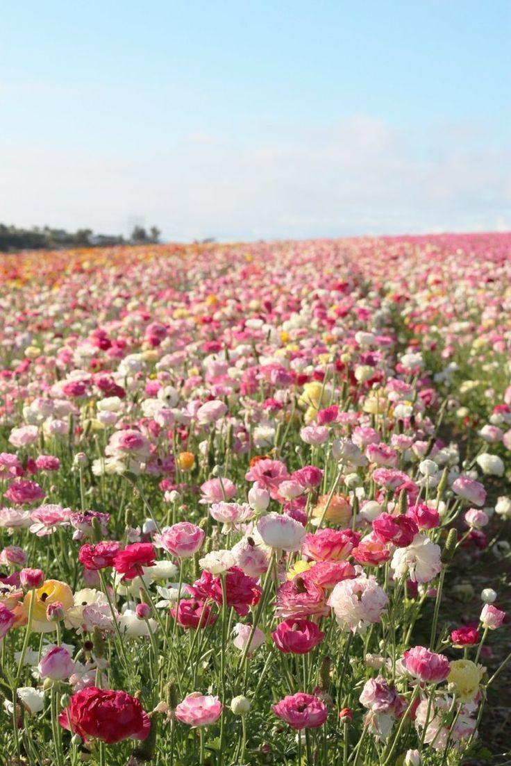 Dream Weaver: An Array of Botanical Wonders
